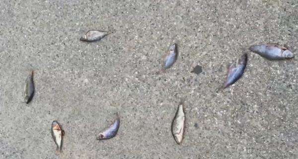 Hujan ikan di Texas, Amerika Serikat.