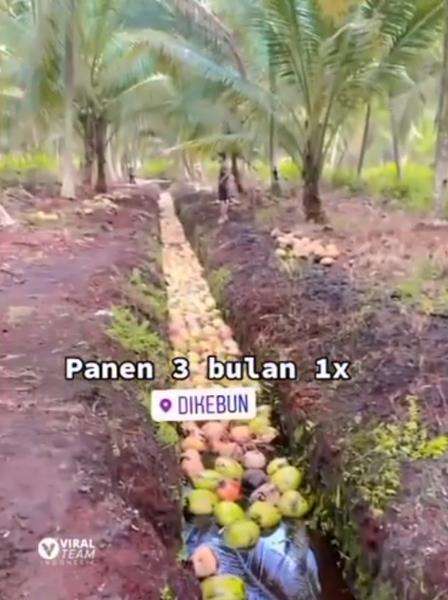 Penghasilan petani kelapa begitu fantastis, belum sawitnya.