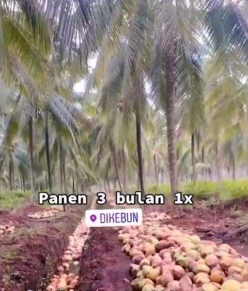 Penghasilan petani kelapa begitu fantastis, belum sawitnya.