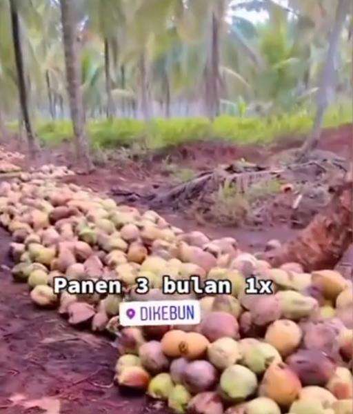 Penghasilan petani kelapa begitu fantastis, belum sawitnya.