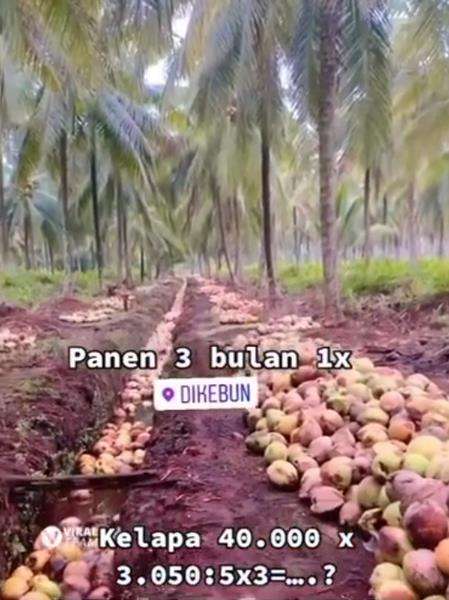 Penghasilan petani kelapa begitu fantastis, belum sawitnya.