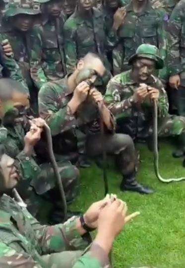 Bikin ngeri aksi survival prajurit TNI minum darah ular.