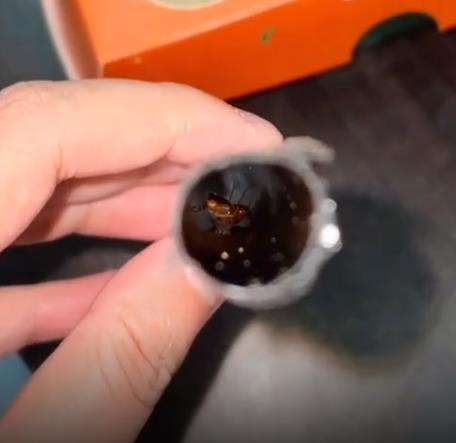 Mau minum pakai sedotan, malah ketemu 2 kecoak dan telurnya di dalam.