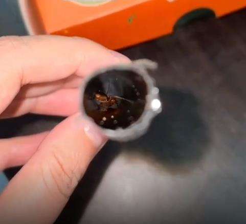 Mau minum pakai sedotan, malah ketemu 2 kecoak dan telurnya di dalam.