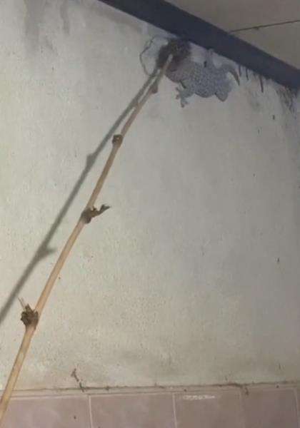 Tokek raksasa muncul di dinding kamar mandi.
