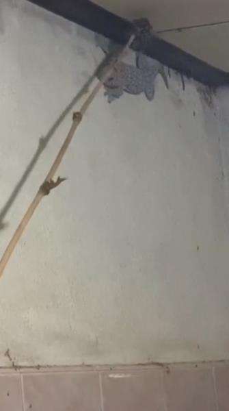 Tokek raksasa muncul di dinding kamar mandi.
