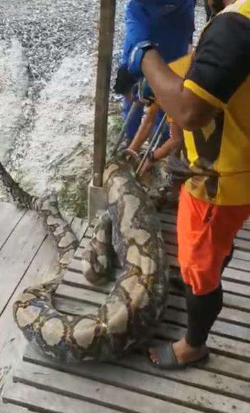 Penemuan ular piton raksasa memangsa kambing milik warga.