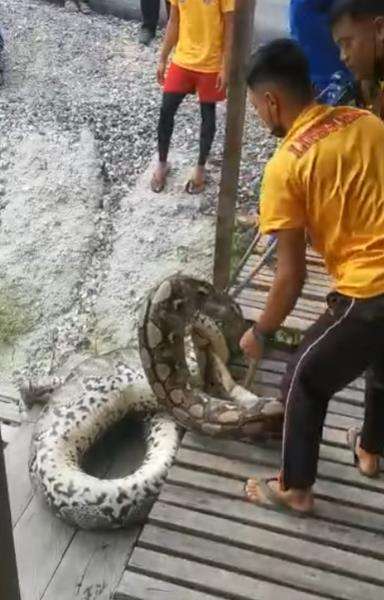Penemuan ular piton raksasa memangsa kambing milik warga.