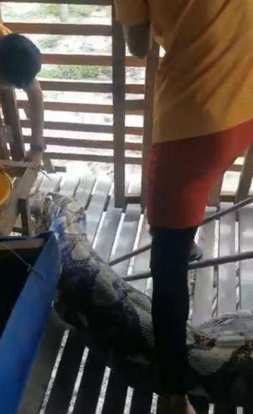 Penemuan ular piton raksasa memangsa kambing milik warga.