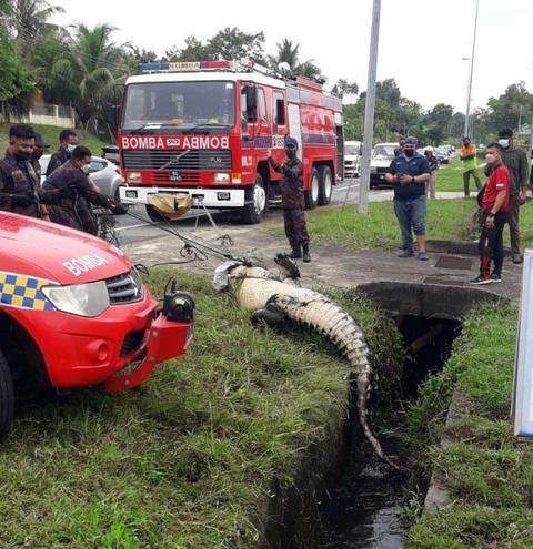 Penangkapan buaya raksasa sepanjang 4,5 meter terjebak di selokan.