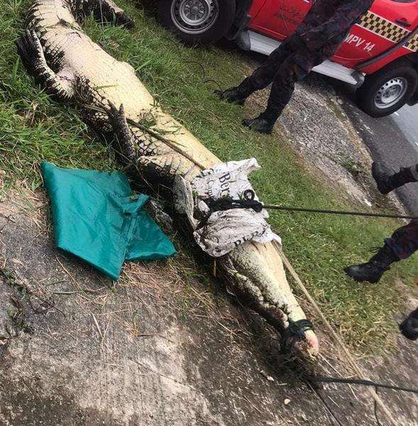 Penangkapan buaya raksasa sepanjang 4,5 meter terjebak di selokan.
