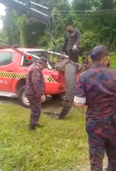 Petugas damkar kena sabetan ekor buaya raksasa.