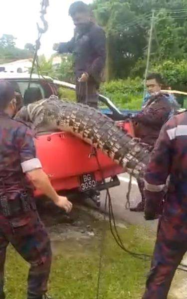 Penangkapan buaya raksasa sepanjang 4,5 meter terjebak di selokan.