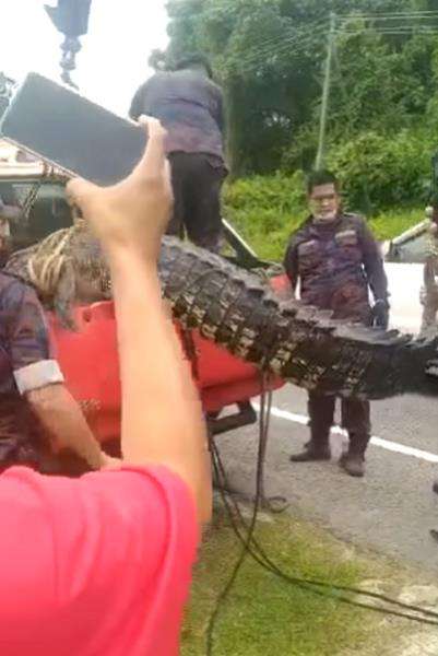 Penangkapan buaya raksasa sepanjang 4,5 meter terjebak di selokan.
