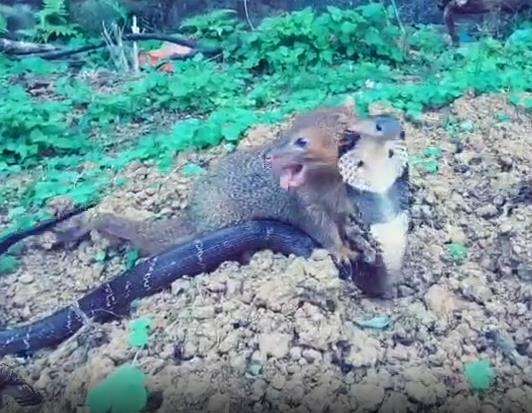 Pertarungan sengit garangan vs ular kobra.