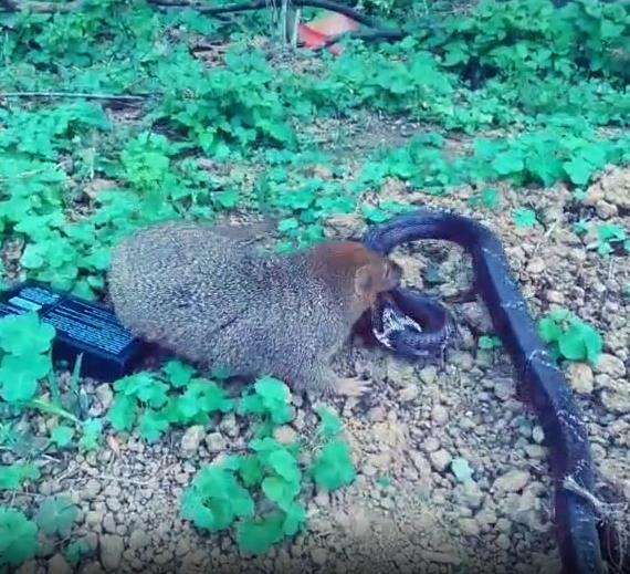 Pertarungan sengit garangan vs ular kobra.