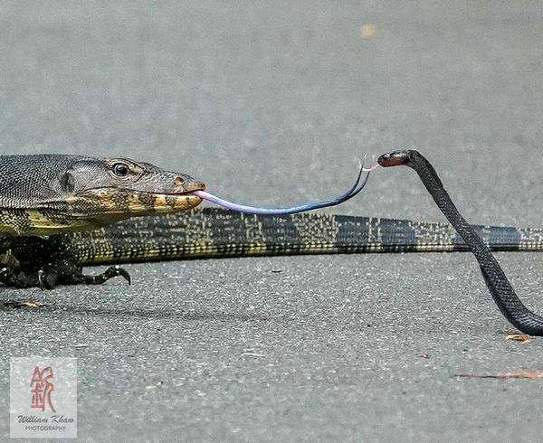 Dua reptil berlainan spesies saling 'sapa' pakai lidah bercabang mereka.