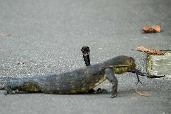 Dua reptil berlainan spesies saling 'sapa' pakai lidah bercabang mereka.