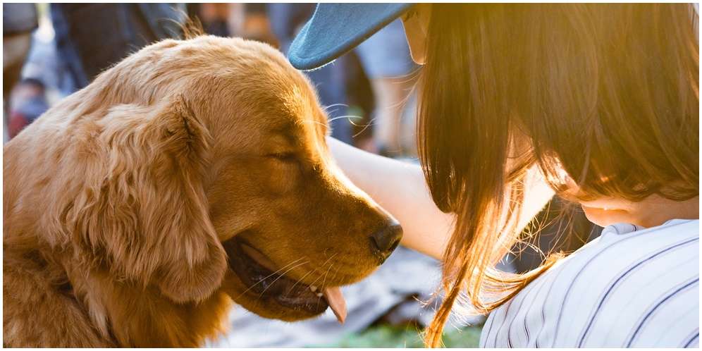 Pendapat Para Ulama tentang Hukum Memelihara Anjing dalam Islam