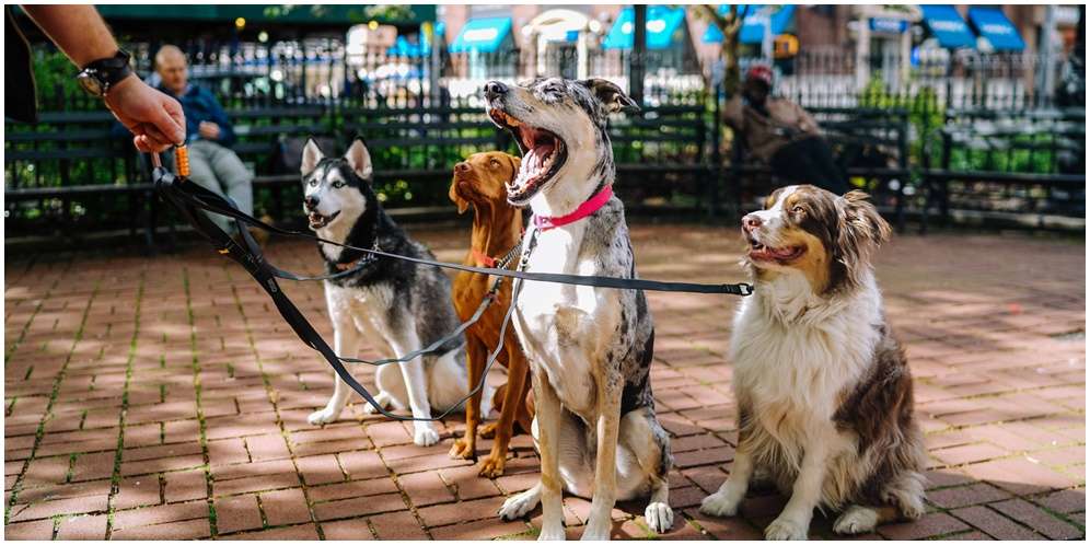 Pendapat Para Ulama tentang Hukum Memelihara Anjing dalam Islam