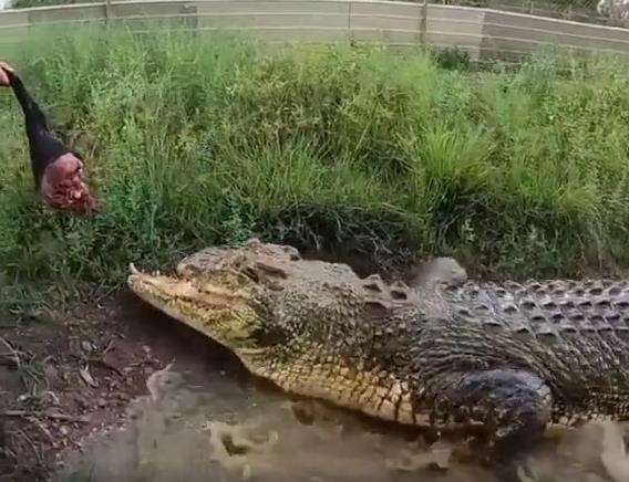 Moncong buaya ini putus bagian atasnya.