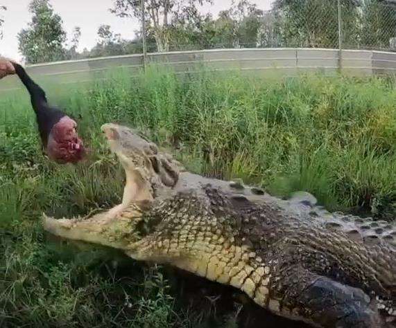 Sepintas bukan seperti seekor buaya tapi monster aneh.
