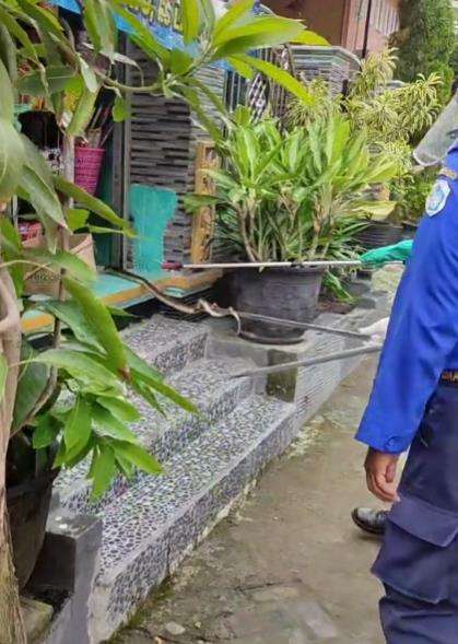 Aksi petugas damkar evakuasi ular dari rumah warga.
