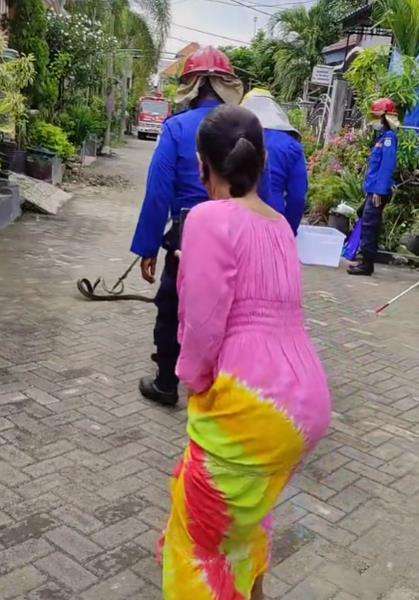 Aksi petugas damkar evakuasi ular dari rumah warga.