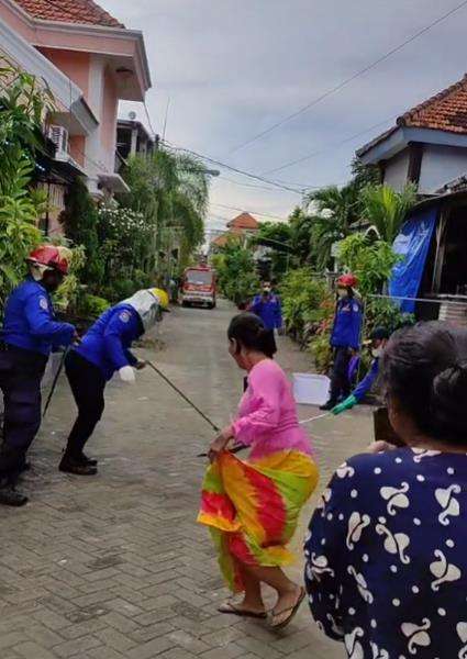 Aksi petugas damkar evakuasi ular dari rumah warga.