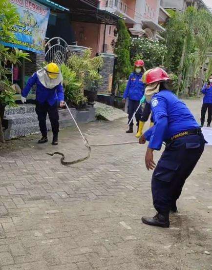 Aksi petugas damkar evakuasi ular dari rumah warga.