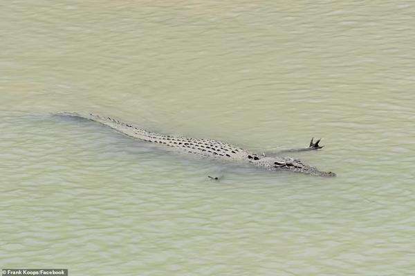 Buaya berenang sambil angkat kaki depannya.