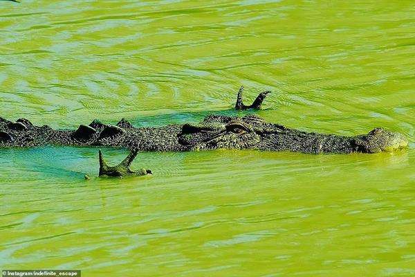 Buaya berenang sambil angkat kaki depannya.