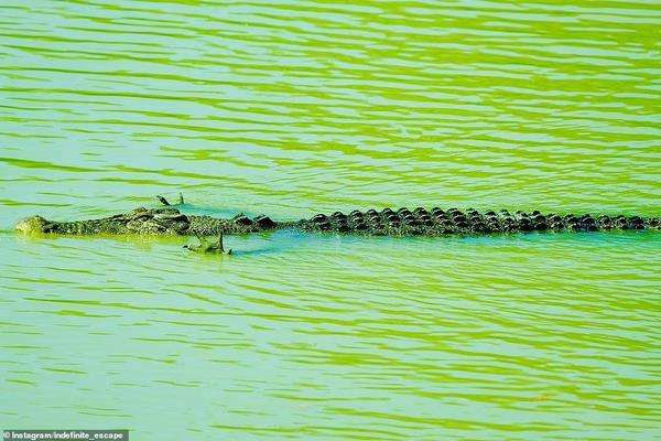 Buaya berenang sambil angkat kaki depannya.