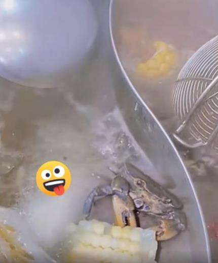 Kepiting santuy nikmati jagung rebus di dekatnya.