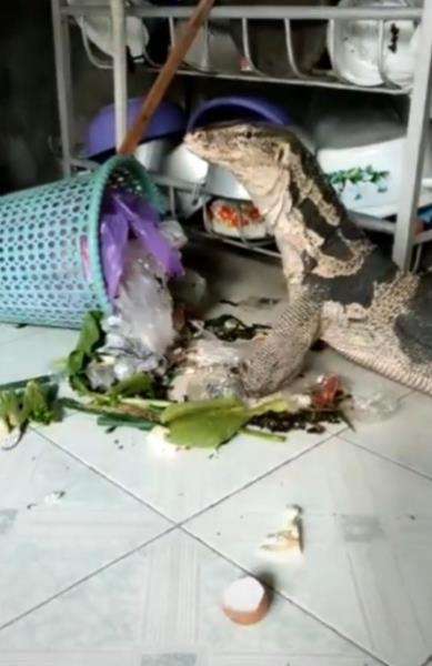 Viral biawak vegetarian makan wortel dari tempat sampah.