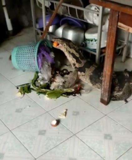 Viral biawak vegetarian makan wortel dari tempat sampah.