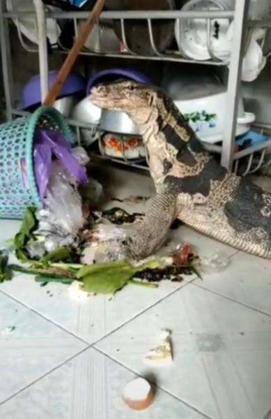 Viral biawak vegetarian makan wortel dari tempat sampah.