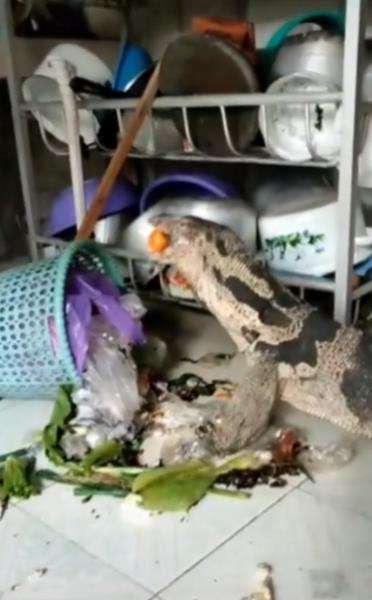 Viral biawak vegetarian makan wortel dari tempat sampah.