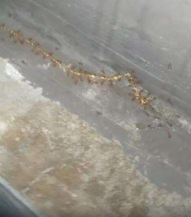 Semut bukannya angkut gula malah gotong kalung kalung emas.
