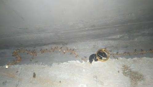 Semut bukannya angkut gula malah gotong kalung kalung emas.