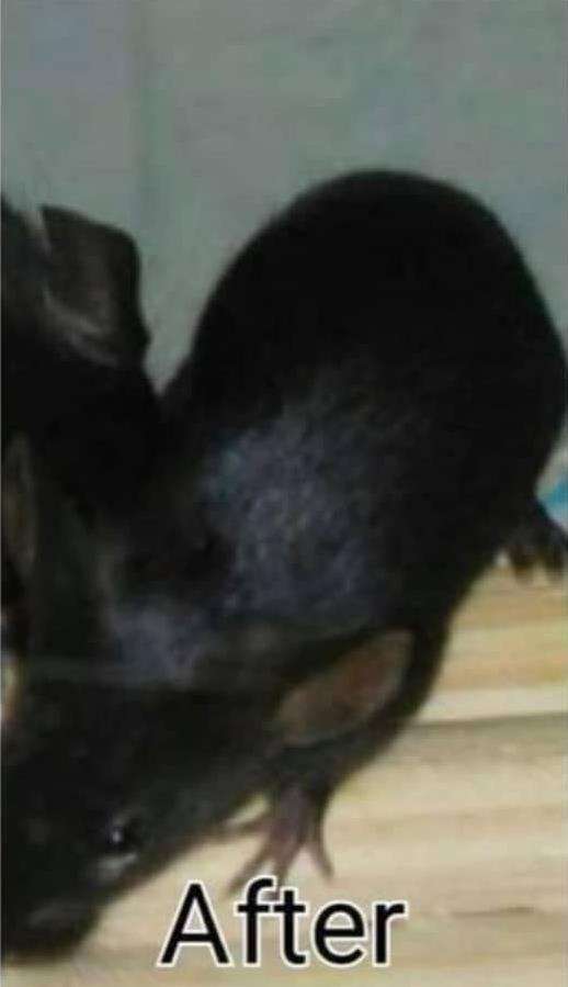 Dikasih teman hewan peliharaan katanya marmut hitam, tak tahunya tikus got.