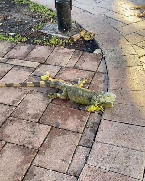 Tak tahan dingin, tubuh Iguana membeku dan berjatuhan dari pohon.
