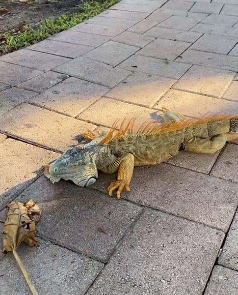 Tak tahan dingin, tubuh Iguana membeku dan berjatuhan dari pohon.