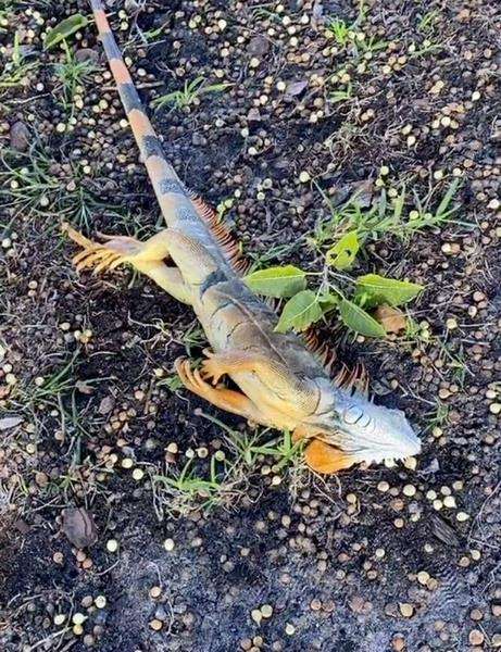 Tak tahan dingin, tubuh Iguana membeku dan berjatuhan dari pohon.