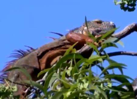 Tak tahan dingin, tubuh Iguana membeku dan berjatuhan dari pohon.