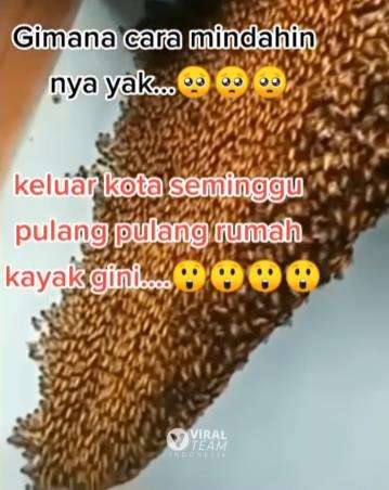 Ditinggal seminggu, rumah jadi tempat sarang lebah.