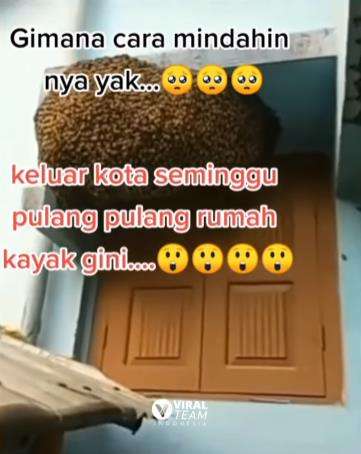 Ditinggal seminggu, rumah jadi tempat sarang lebah.