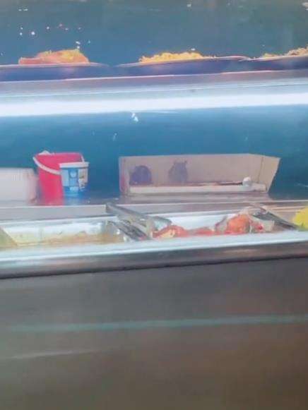 Tikus dalam etalase makanan.