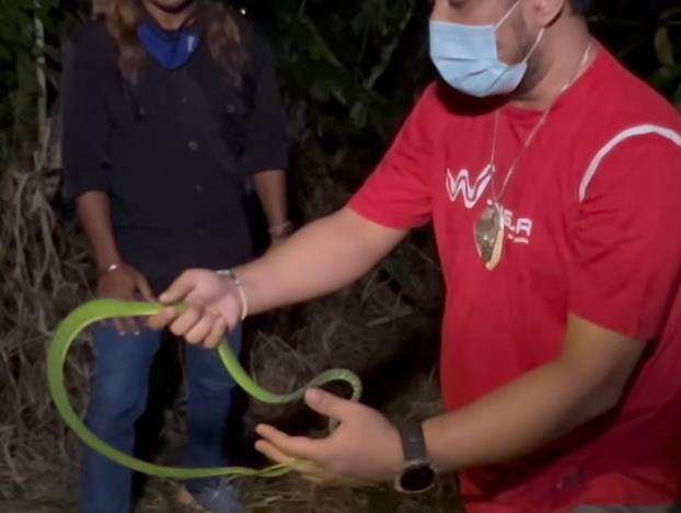 Jelajah lereng Gunung Sunda, Panji temukan ular hijau.