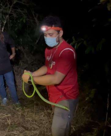 Jelajah lereng Gunung Sunda, Panji temukan ular hijau.